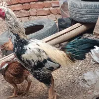 تخم نطفه داری لاری70مفت