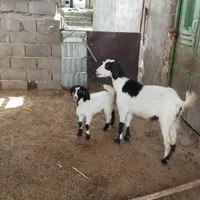 بره .نره آماده.بزه ومیشی چاق فقط برای کشتار جوان|حیوانات مزرعه|شیروان (خراسان), |دیوار