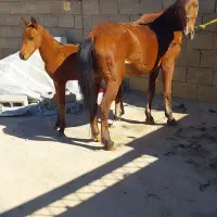 اسب مادیان ۷سال|اسب و تجهیزات اسبسواری|شاهین دژ, |دیوار