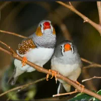فنچ زبرا