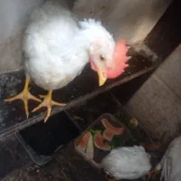 خروس.