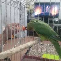 یک جفت ملنگو وجوجه عروس سرلاکی|پرنده|اصفهان, حصه جنوبی|دیوار