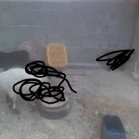 بره وبزغاله وگوسفند وبز|حیوانات مزرعه|زاهدان, |دیوار