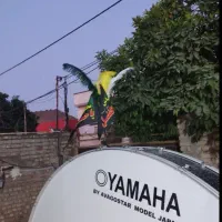 طبل دومتری|درام و پرکاشن|آزادشهر, |دیوار