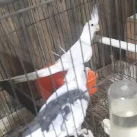 طوطی عروس جفت