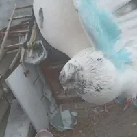 طوقی ماده|پرنده|اردبیل, |دیوار