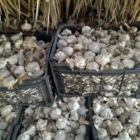 سیر بذری محلی سفید