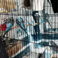 14عددمرغ عشق زیبا