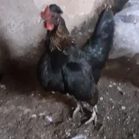 مرغپاکوتا|حیوانات مزرعه|پلدشت, |دیوار