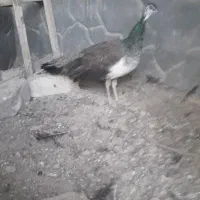 طاووس ماده تخم گذار