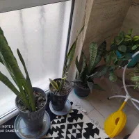 گیاه|گل و گیاه طبیعی|تهران, کوهک|دیوار