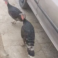 بوقلمون|حیوانات مزرعه|زهک, |دیوار