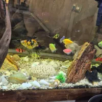 آکواریوم|ماهی|اصفهان, خانه اصفهان|دیوار