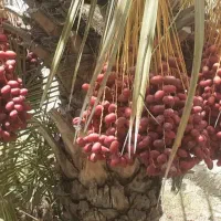 خرما|خوردنی و آشامیدنی|مینان, |دیوار