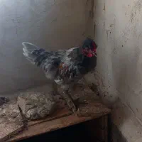 جوجه خروس 6ماهه