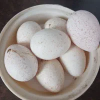 تخم بوقلمون