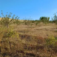 باغ ۱ هکتاری در روستای مشکین جیق بستان آباد