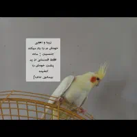 عروس هلندی طوطی|پرنده|مرند, |دیوار