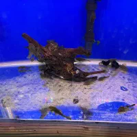 کت پوزه بوته ای باله کوتاه