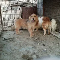 فروش یک جفت سگ پاکوتاه|سگ|میبد, |دیوار