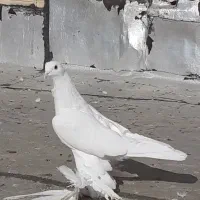 کفتر|پرنده|تبریز, |دیوار