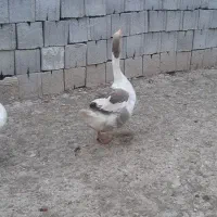 غاز|حیوانات مزرعه|بهبهان, |دیوار