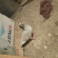 کوهی دورگ دوجفت