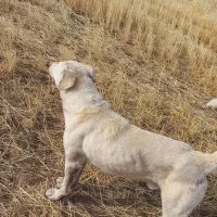 سگ ۱۰ماهه. ۵۰۰تومان