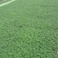 تولید نشا گوجه فرنگی|عمده‌فروشی|آبگرم, |دیوار