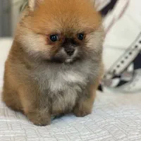 پامرانین دو سر خرسی