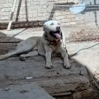 سگ پژدر سفید