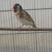 سهره قناری چهار فصل،نقره