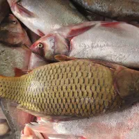 ماهی سد سراوان رسید کالا برگ