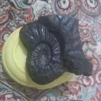 فسیل آمونیت