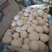 قارچ درجه یک|خوردنی و آشامیدنی|قشلاق دشت, |دیوار