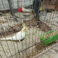 طوطی عروس بالغ و کشیده