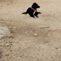 توله هشت ماهه گله ای