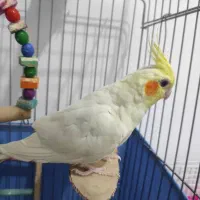 فروش ۵ عروس هلندی