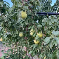 سرمایه گذاری باغ میوه و انگور مناسب با بودجه ی شما|فروش دفتر صنعتی، کشاورزی، تجاری|محمدیه-قزوین, |دیوار