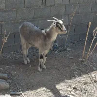کهره ماده