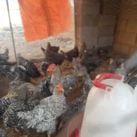 فروش جوجه آمروک