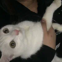 گربه پرشین|گربه|مریوان, |دیوار