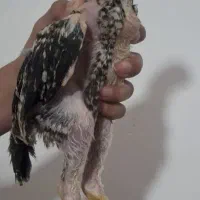 جوجه لاری