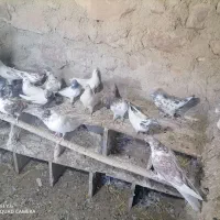 فروش.کبوتر.