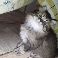 گربه خانم کوچلو