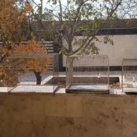 قفس پرنده|لوازم جانبی حیوانات|مشکیندشت, |دیوار