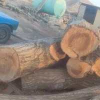 چوب بری وچوب فروشی سید حسین