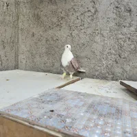 کربلایی سرسفید مخملی کلاهی|پرنده|کرمان, |دیوار