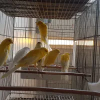 ماده رسمی|پرنده|قم, زاد|دیوار