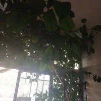 گل فیلکو بزرگ ویک اصله درخت پرتغال گلدانی بارده|گل و گیاه طبیعی|داران, |دیوار